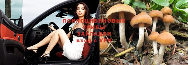 шишки Володарск